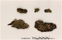 藏品(島衣屬)的圖片